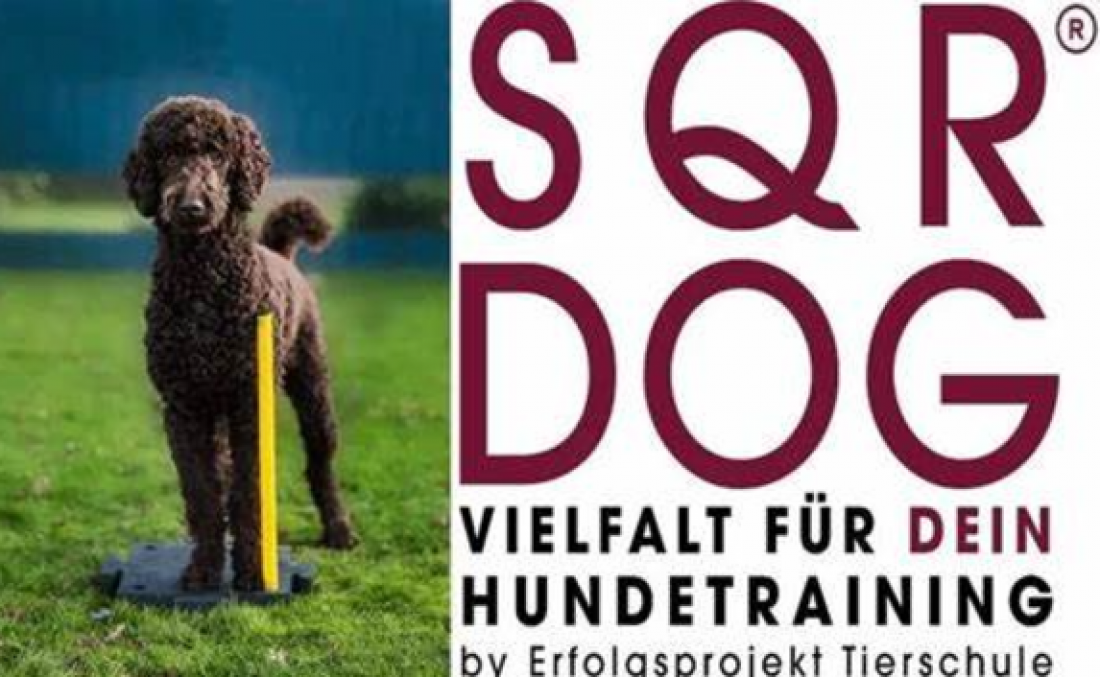 SQR-Dogs Anfänger