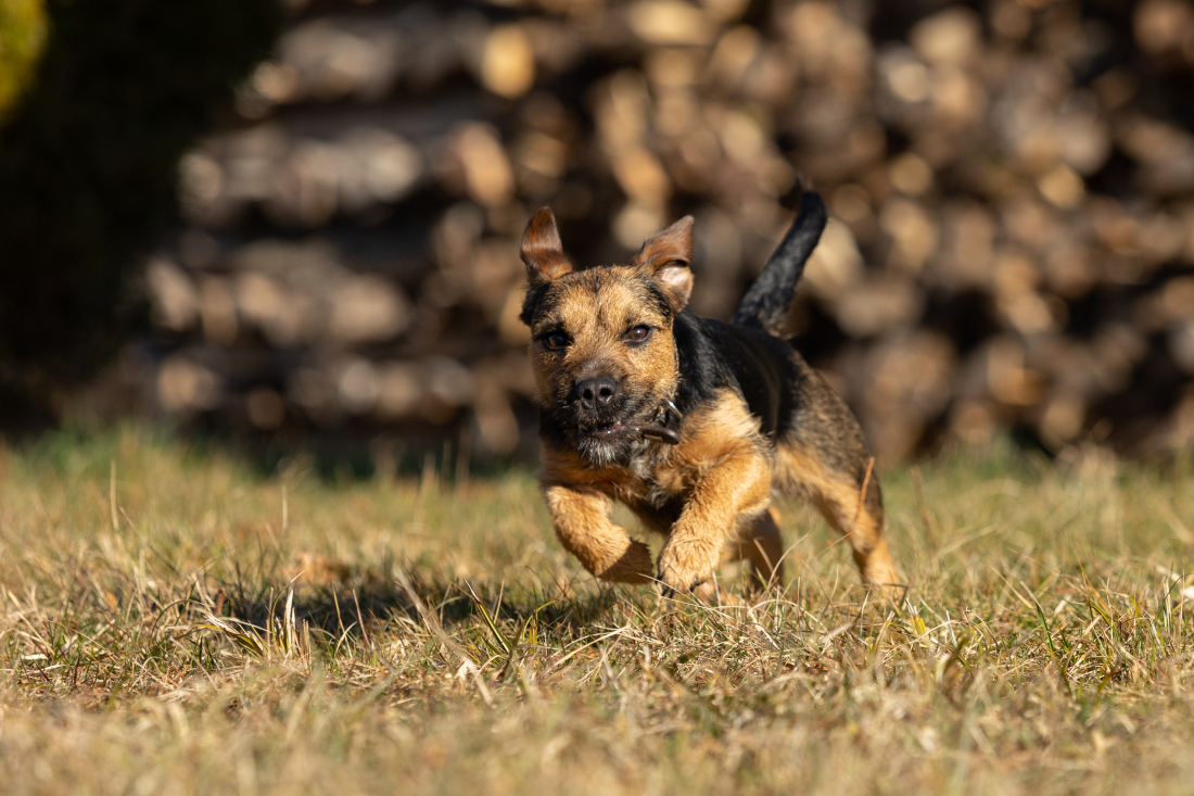 Rückruf Komme was wolle