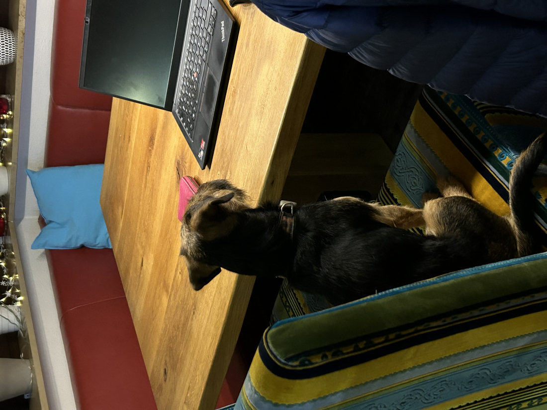 Hundeführerschein Theorie Vorbereitung Online